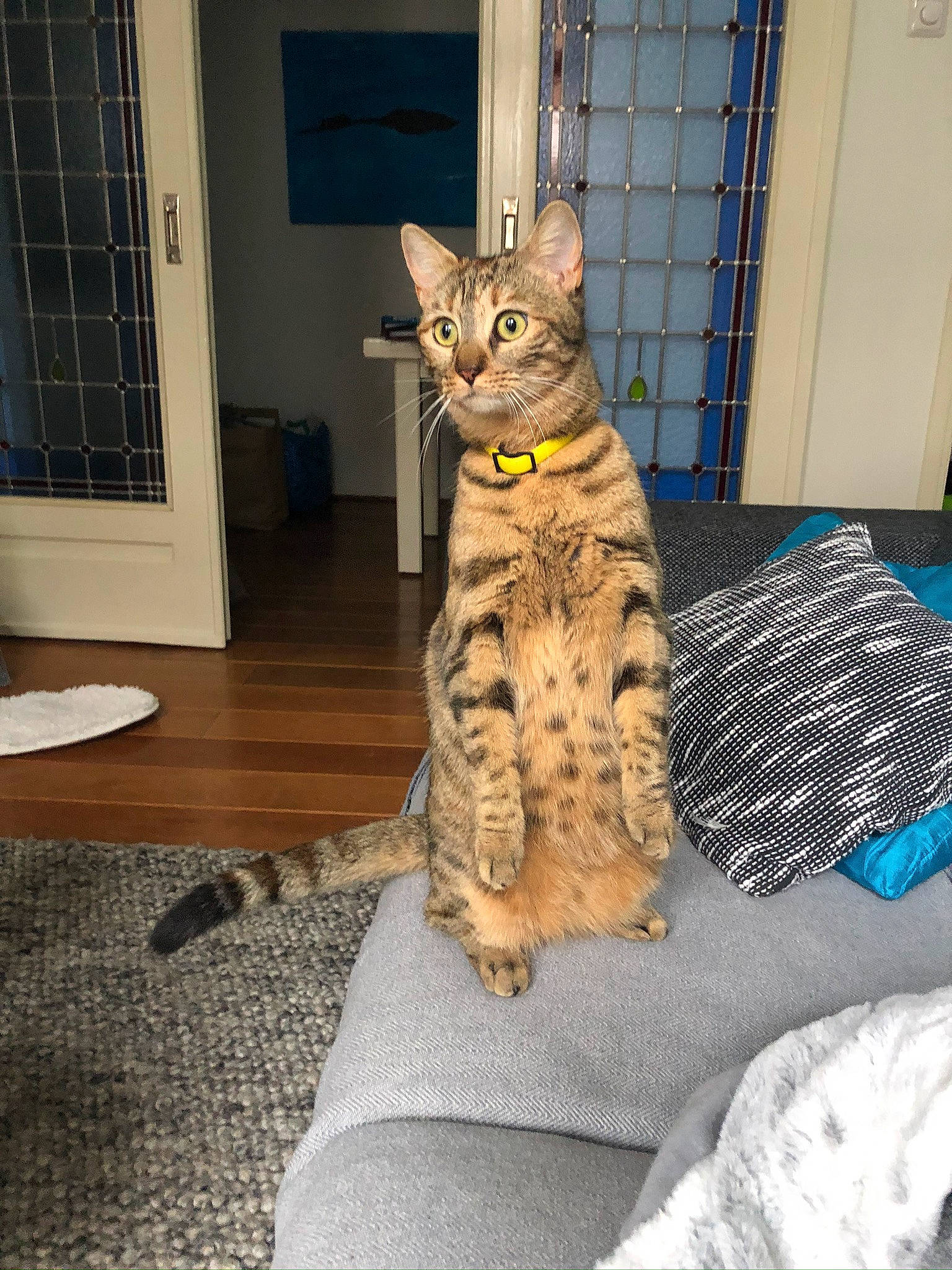 Nefertiti a rejoint le concours — aidez-le/la à gagner de superbes lots ! carnivore, cat, comfort, domestic_short_haired_cat, door, felidae, flooring, fur, grey, hardwood, paw, room, sitting, small_to_medium_sized_cats, snout, tail, whiskers, window, wood