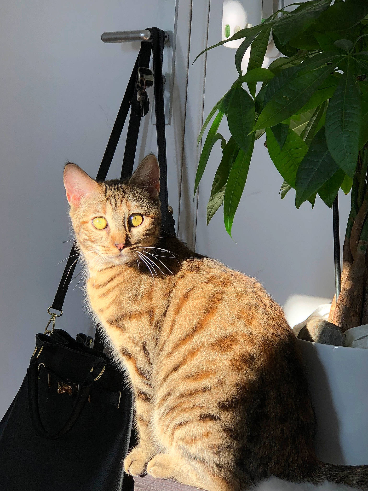 Nefertiti a rejoint le concours — aidez-le/la à gagner de superbes lots ! carnivore, cat, comfort, domestic_short_haired_cat, fawn, felidae, flowerpot, fur, houseplant, paw, plant, sitting, small_to_medium_sized_cats, snout, tail, terrestrial_animal, whiskers, window