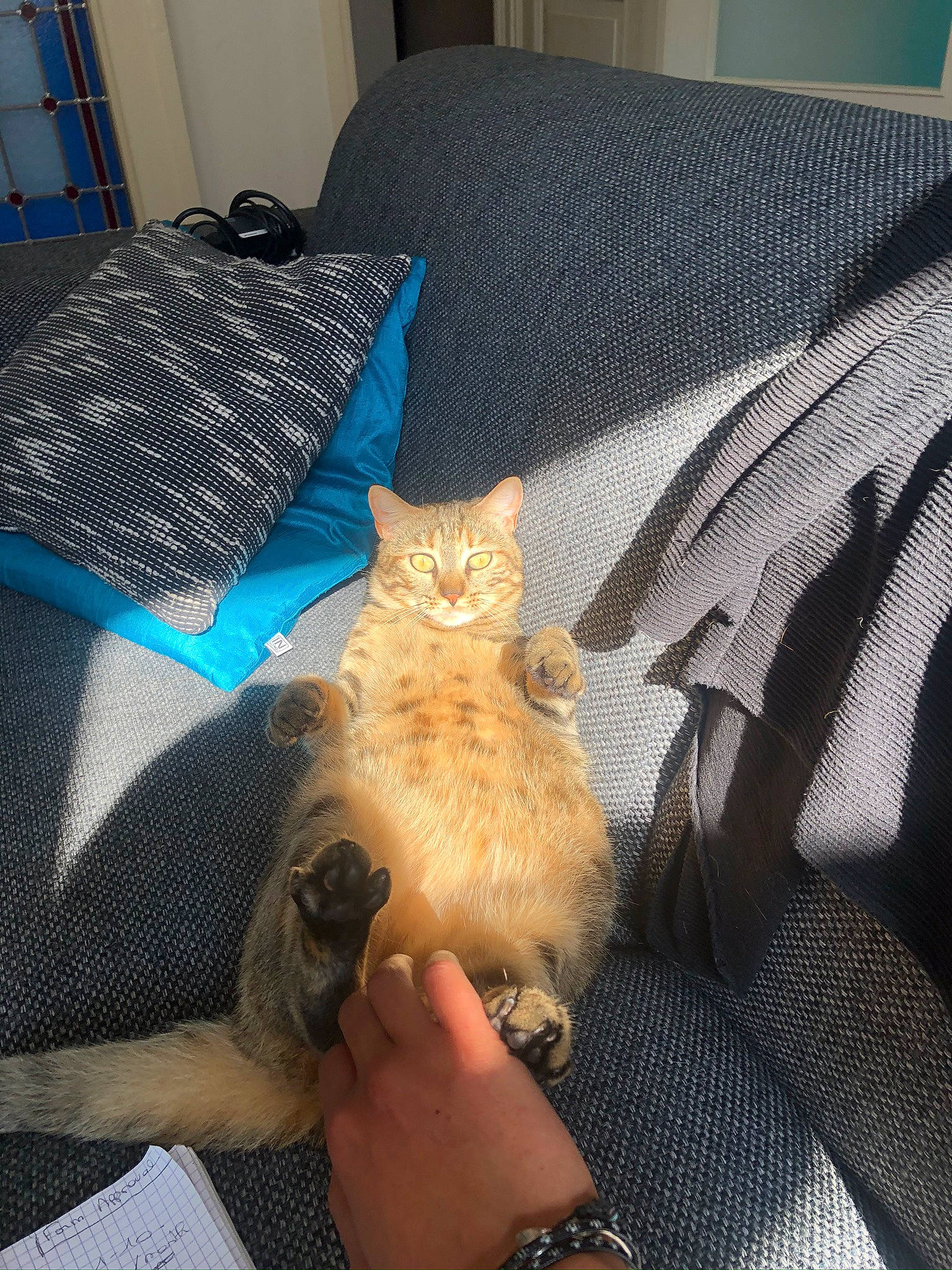 Nefertiti participe au concours pour gagner de l'argent avec cette photo : bag, blue, carnivore, cat, chair, comfort, couch, domestic_short_haired_cat, fawn, felidae, hand, linens, pillow, plant, room, small_to_medium_sized_cats, tail, textile, whiskers, wood