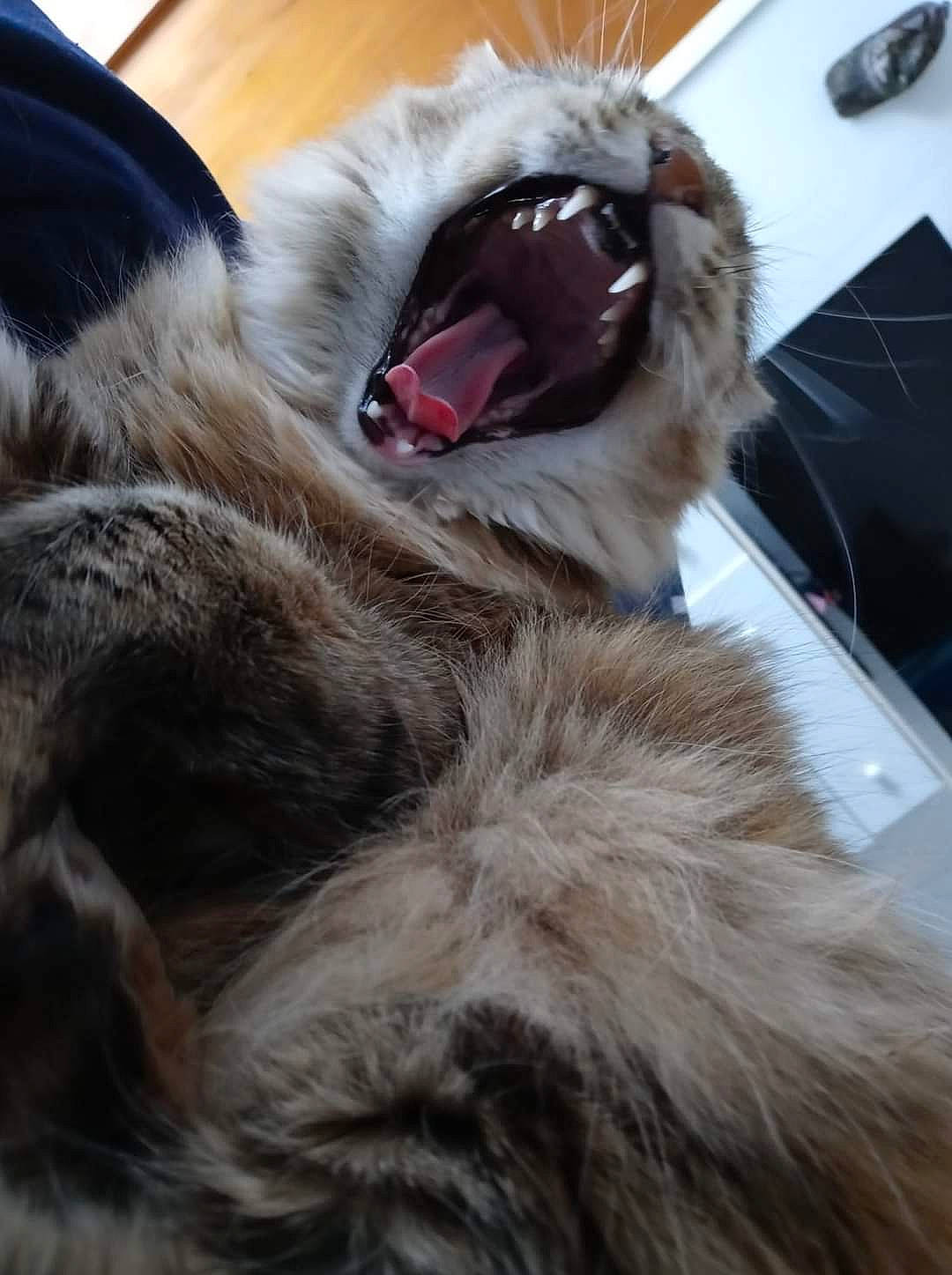 Jinx joined the competition — help win amazing prizes! canidae, carnivore, cat, claw, companion_dog, dog_breed, fawn, felidae, flooring, fur, liver, nap, natural_material, paw, small_to_medium_sized_cats, snout, sporting_group, tail, whiskers, working_animal