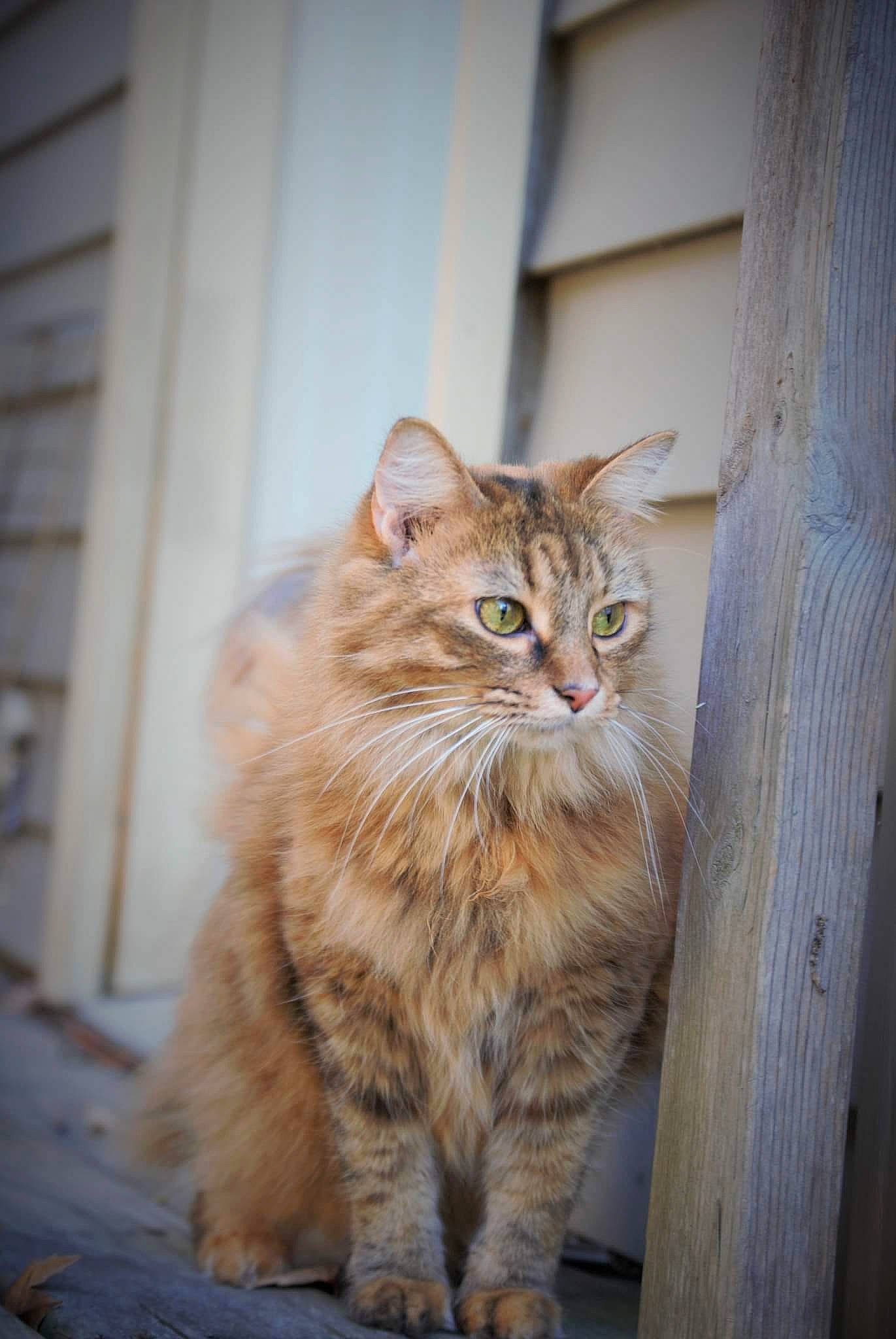 Jinx is registered to the contest to win money with this photo: carnivore, cat, domestic_short_haired_cat, door, fawn, felidae, fur, hardwood, maine_coon, plant, sitting, small_to_medium_sized_cats, snout, tail, terrestrial_animal, tree, whiskers, wildlife, window, wood