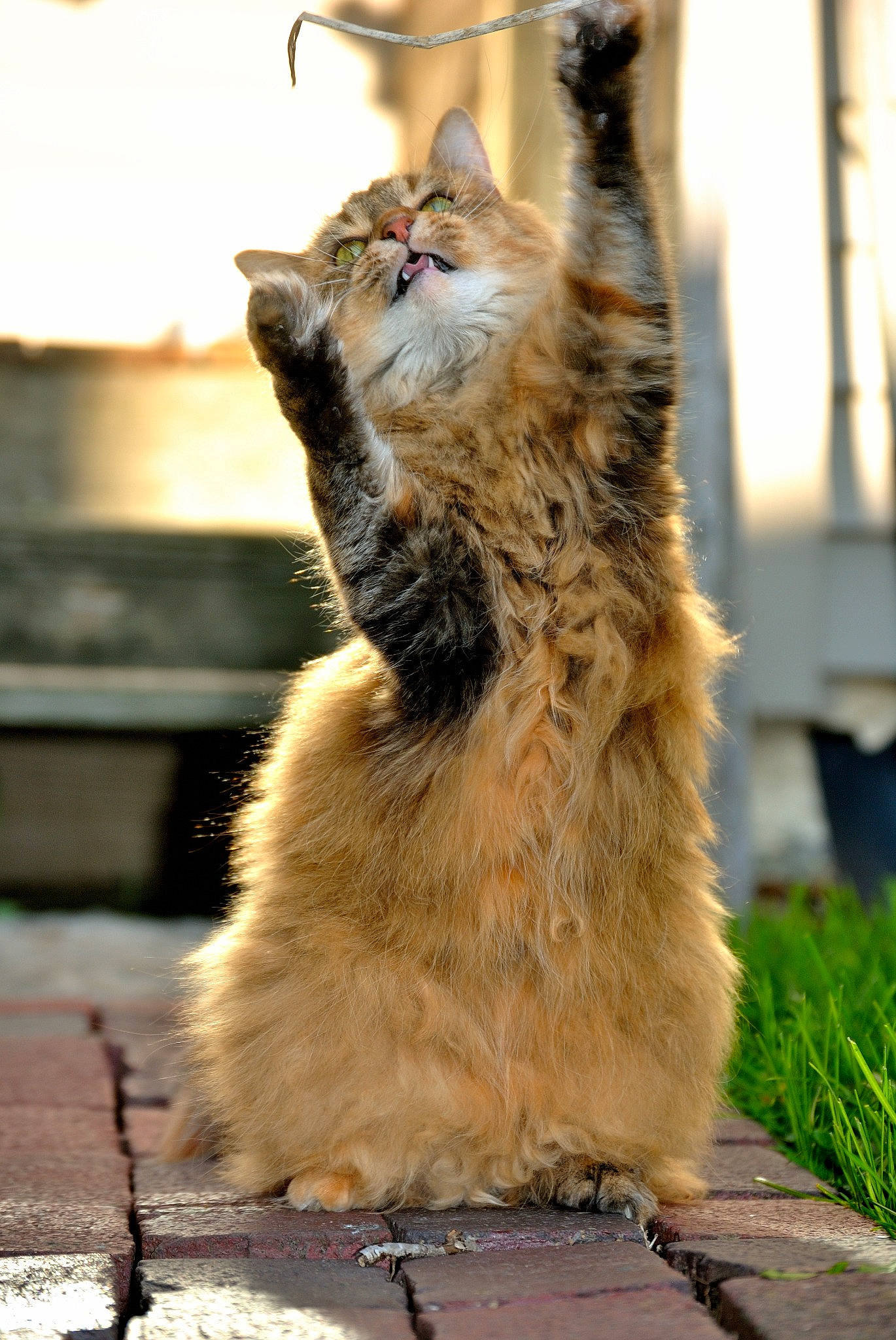 Jinx joined the competition — help win amazing prizes! carnivore, cat, claw, dog_breed, fawn, felidae, fur, paw, plant, road_surface, shadow, small_to_medium_sized_cats, snout, tail, terrestrial_animal, whiskers, wildlife, wood