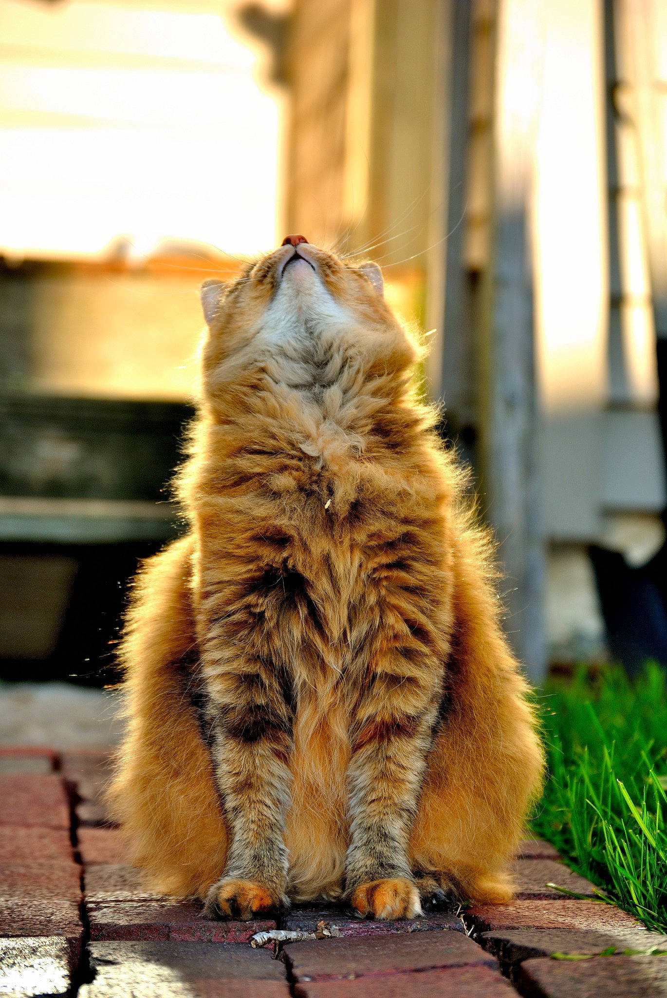 Jinx joined the competition — help win amazing prizes! asphalt, carnivore, cat, domestic_short_haired_cat, fawn, felidae, fur, grass, plant, road, road_surface, sitting, small_to_medium_sized_cats, snout, tail, terrestrial_animal, tree, whiskers, wildlife, wood