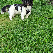 Spike joined the competition — help win amazing prizes! dog, black_and_white, grass, leash, harness, outdoor, pet, canine, lawn, brick_wall, alert, standing, fur, nature, animal, cute, small_dog, daylight, greenery, walking