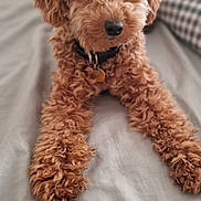 Ruby is registered to the contest to win money with this photo: animal, bed, blanket, brown_fur, close_up, collar, companion, curly_fur, cushion, cute, dog, domestic_animal, furry, indoor, looking, pet, portrait, puppy, resting, young_dog