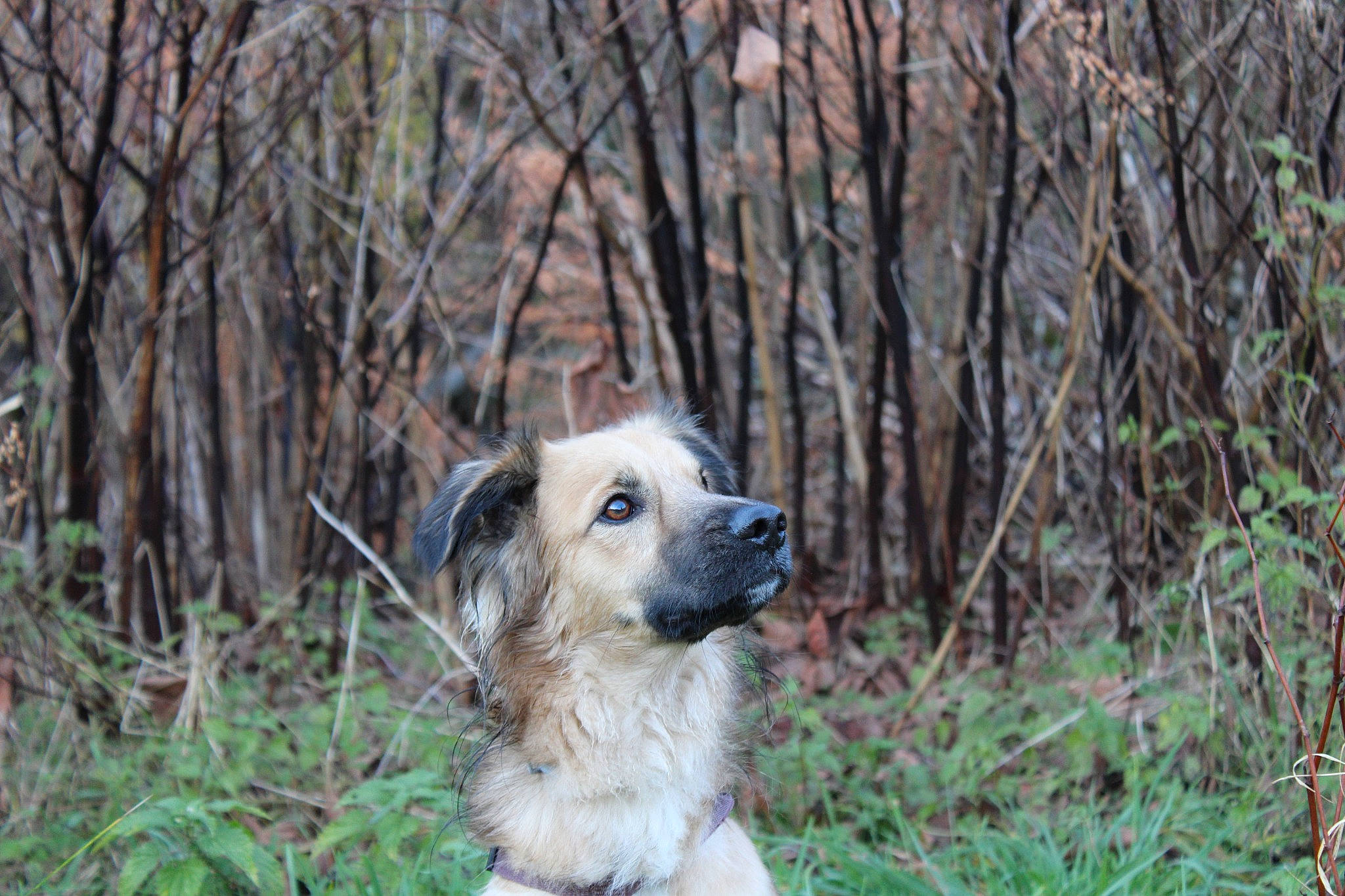 Lennon a rejoint le concours — aidez-le/la à gagner de superbes lots ! ancient_dog_breeds, canidae, carnivore, companion_dog, dog, dog_breed, fawn, forest, fur, grass, plant, sporting_group, tail, terrestrial_animal, tree, whiskers, wildlife, woodland, working_animal, working_dog
