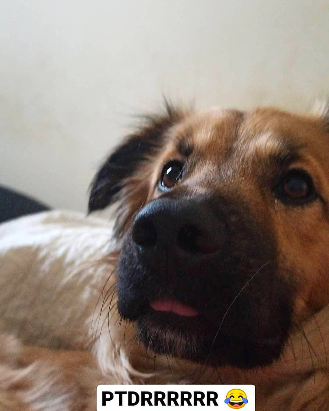 Lennon participe au concours pour gagner de l'argent avec cette photo : canidae, carnivore, companion_dog, dog, dog_breed, ear, fawn, fur, liver, paw, photo_caption, photography, selfie, snout, sporting_group, tibetan_spaniel, whiskers, working_animal