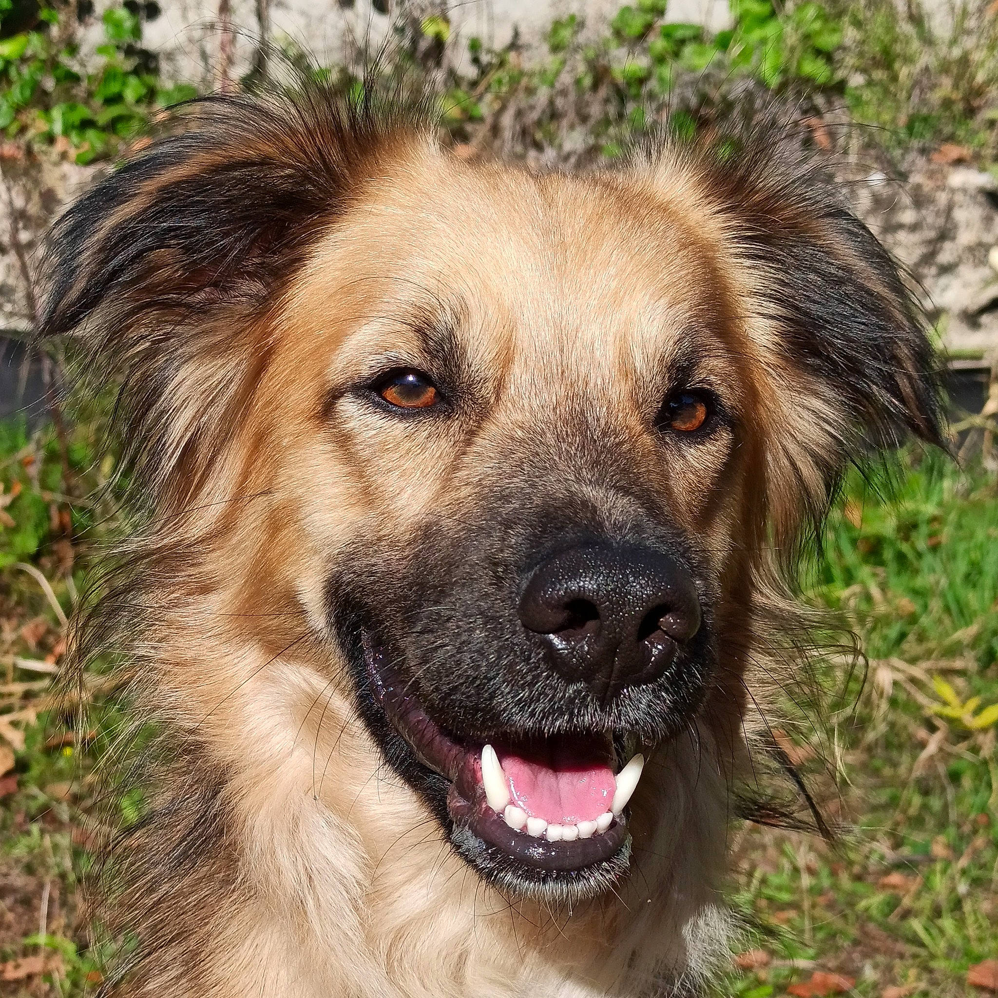 Lennon a rejoint le concours — aidez-le/la à gagner de superbes lots ! ancient_dog_breeds, canidae, carnivore, companion_dog, dog, dog_breed, fawn, fur, grass, plant, snout, soil, sporting_group, terrestrial_animal, tree, whiskers, wildlife, working_animal, working_dog