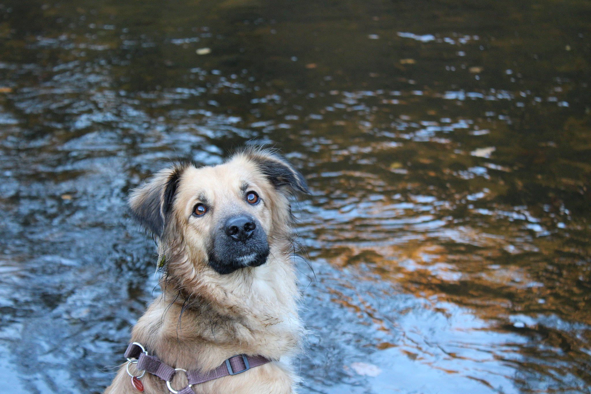 Lennon participe au concours pour gagner de l'argent avec cette photo : canidae, carnivore, companion_dog, dog, dog_breed, fawn, gun_dog, lake, plant, reflection, sporting_group, tree, water, working_animal, working_dog