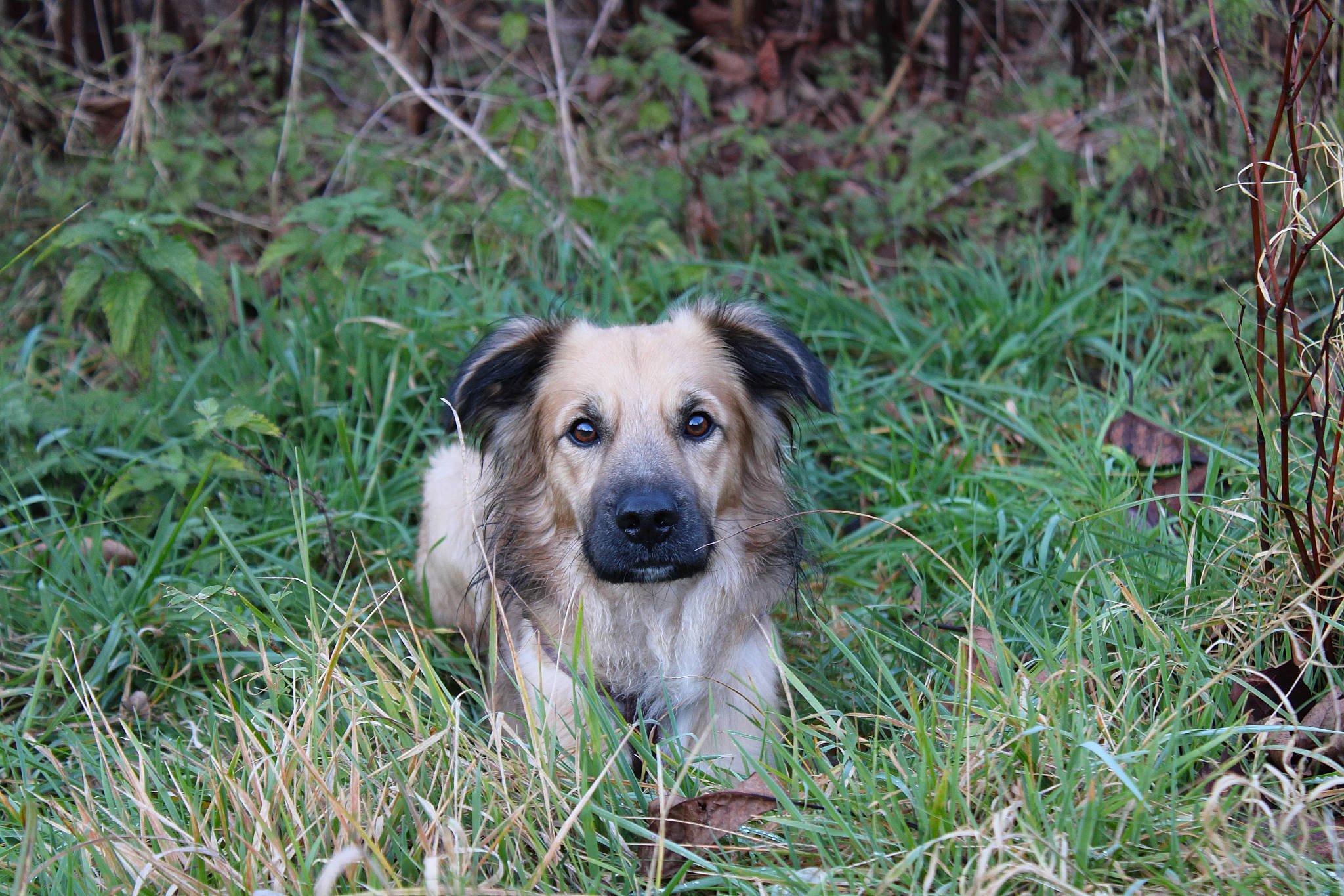 Lennon a rejoint le concours — aidez-le/la à gagner de superbes lots ! canidae, carnivore, companion_dog, dog, dog_breed, event, eye, fawn, fur, grass, grassland, herbaceous_plant, plant, prairie, puppy, snout, sporting_group, terrestrial_animal, whiskers, working_animal
