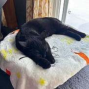 Henry is registered to the contest to win money with this photo: cat, black_cat, sleeping, blanket, indoor, table, window, curtains, cozy, pet, feline, resting, domestic_animal, relaxing, fur, animal, home, daylight, soft_light, peaceful