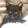 kitten, black_cat, pet, animal, fluffy_blanket, sunlight, cozy, cute, feline, young_animal, whiskers, ears, eyes, soft_texture, indoor, resting, closeup, adorable, warm, comfort