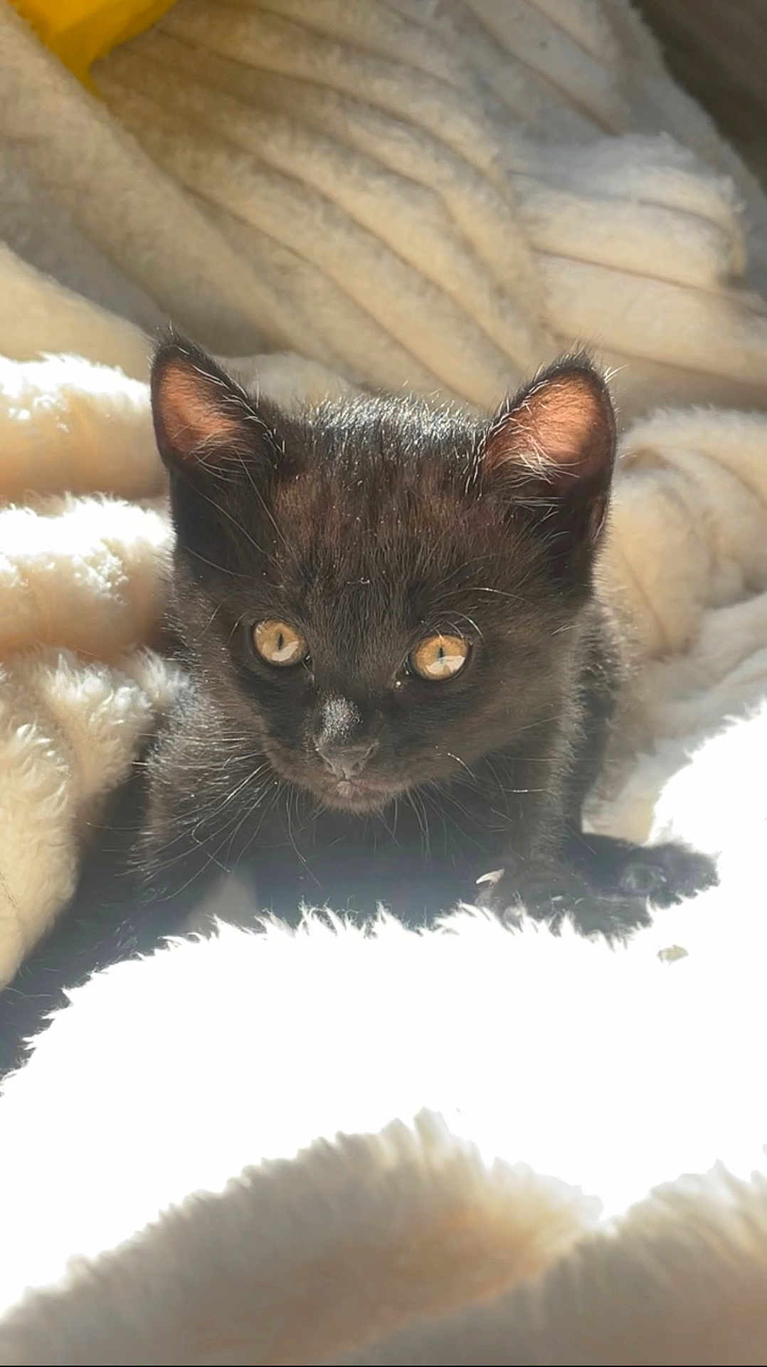 Obsy participe au concours pour gagner de l'argent avec cette photo : kitten, black_cat, pet, animal, fluffy_blanket, sunlight, cozy, cute, feline, young_animal, whiskers, ears, eyes, soft_texture, indoor, resting, closeup, adorable, warm, comfort