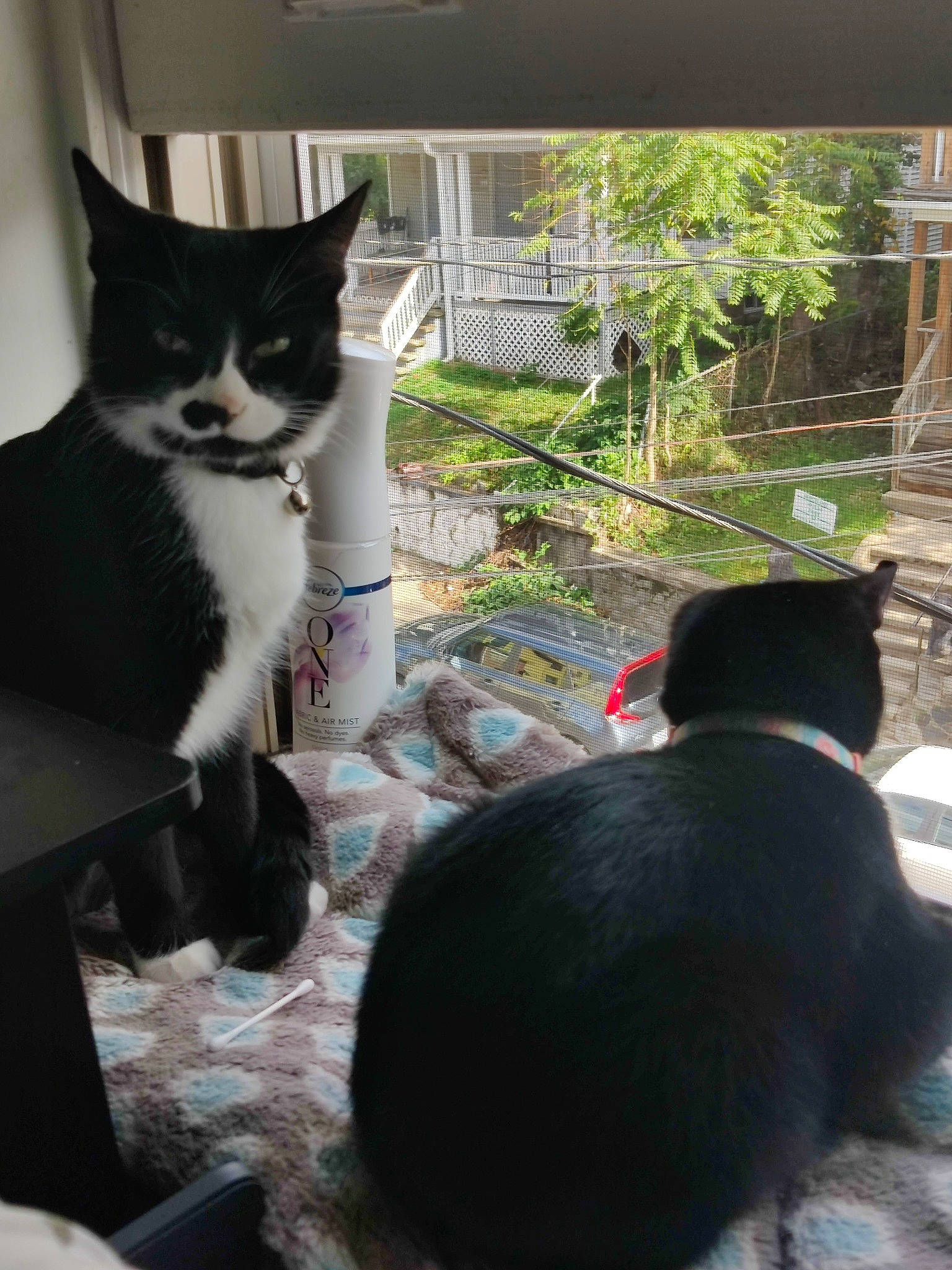 Moonlight joined the competition — help win amazing prizes! black_cat, carnivore, cat, domestic_short_haired_cat, felidae, formal_wear, fur, grass, houseplant, mammal, pet_supply, plant, small_to_medium_sized_cats, snout, tail, tree, vertebrate, whiskers, window