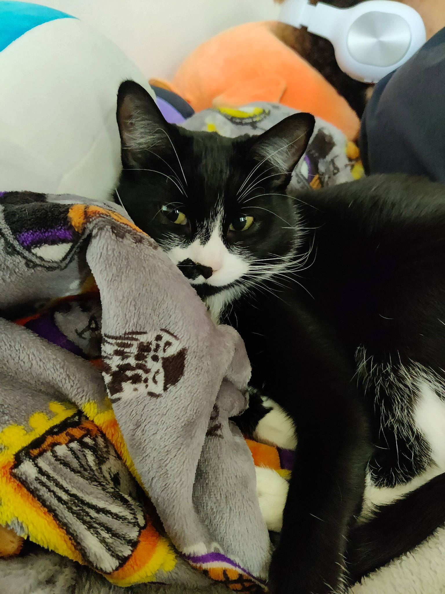 Moonlight is registered to the contest to win money with this photo: bag, black_cat, carnivore, cat, claw, comfort, domestic_short_haired_cat, felidae, fur, grey, lap, linens, mammal, paw, sitting, small_to_medium_sized_cats, tail, thread, whiskers, woolen