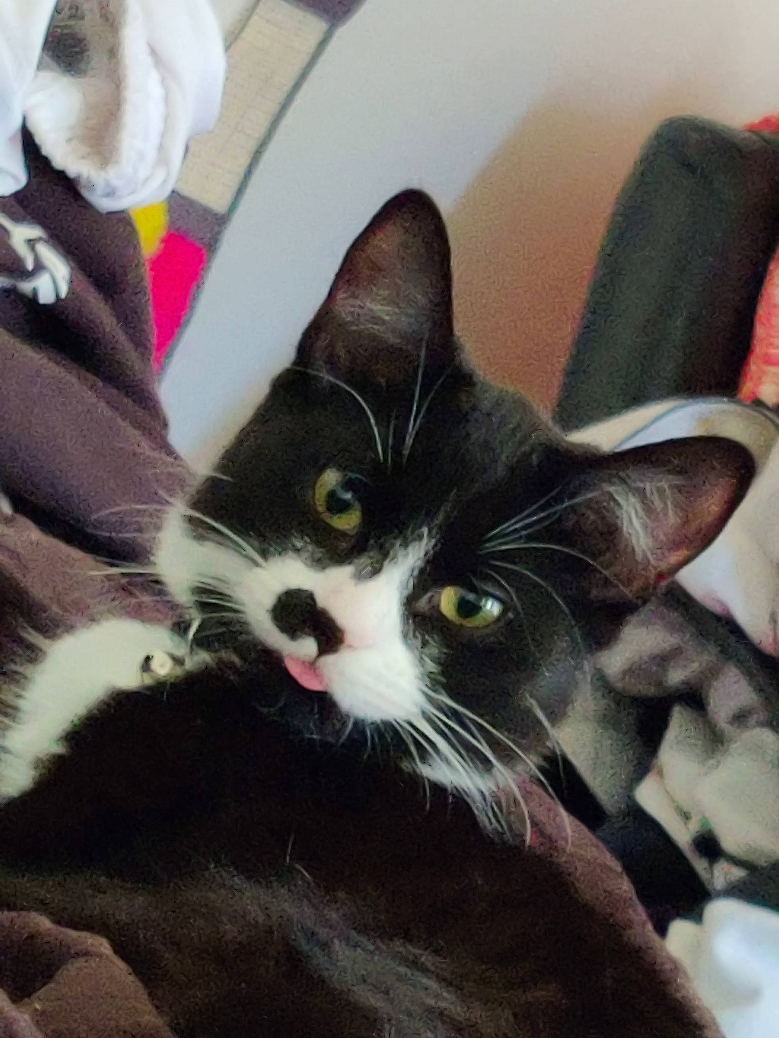 Moonlight joined the competition — help win amazing prizes! carnivore, cat, chair, claw, comfort, domestic_short_haired_cat, felidae, fur, mammal, paw, small_to_medium_sized_cats, snout, square, tail, toy, vertebrate, whiskers, window