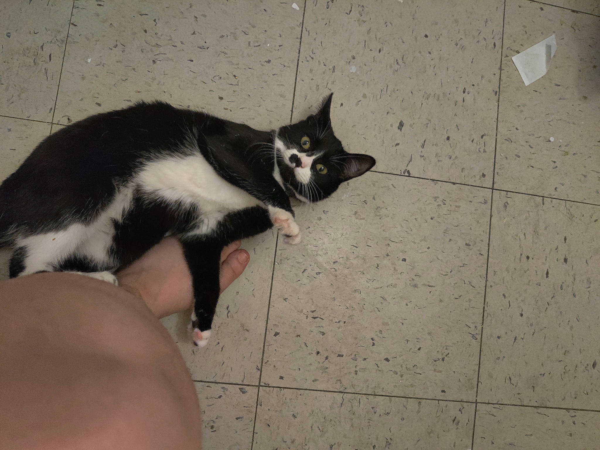 Moonlight joined the competition — help win amazing prizes! canidae, carnivore, cat, claw, dog_breed, domestic_short_haired_cat, eyewear, felidae, flooring, foot, fur, human_leg, paw, road_surface, shadow, small_to_medium_sized_cats, sporting_group, tail, tile_flooring, whiskers