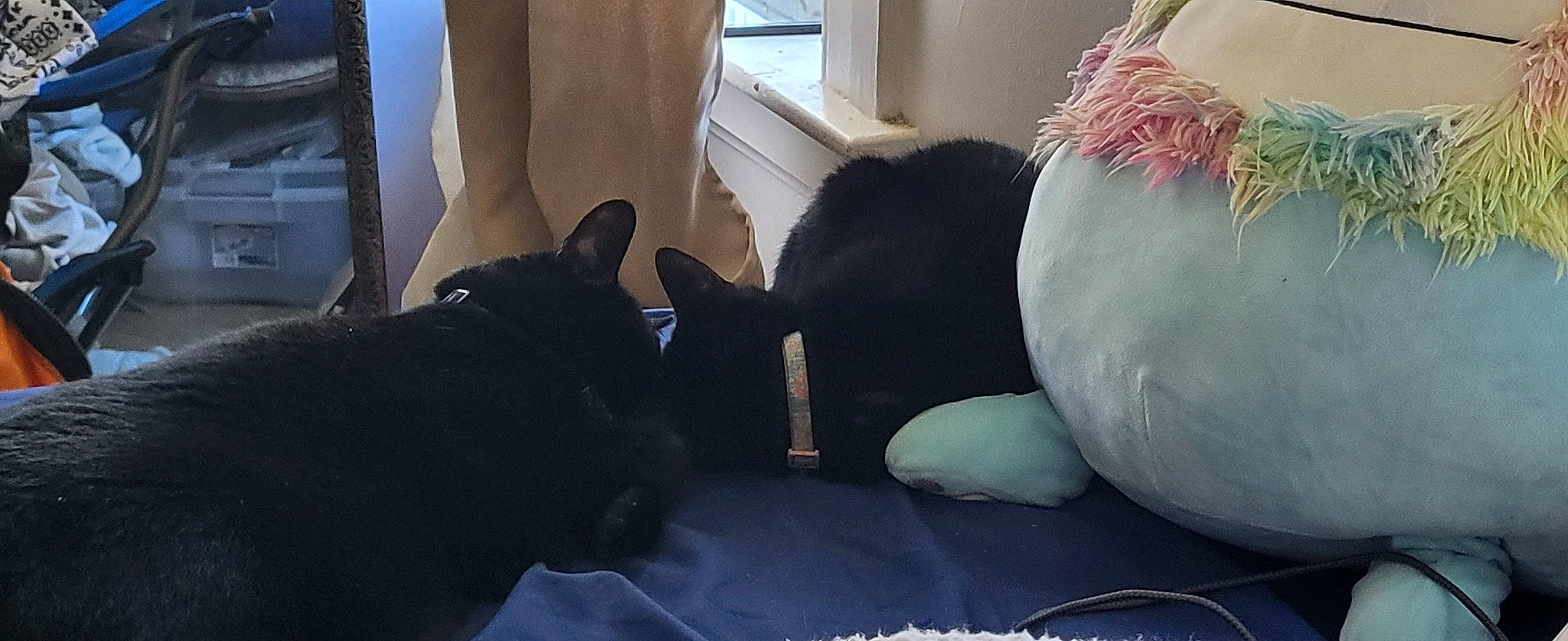 Sunshine is registered to the contest to win money with this photo: black, black_cat, carnivore, cat, comfort, couch, dog_breed, domestic_short_haired_cat, felidae, fur, grey, human_leg, linens, small_to_medium_sized_cats, tail, thigh, toy, vertebrate, whiskers, window