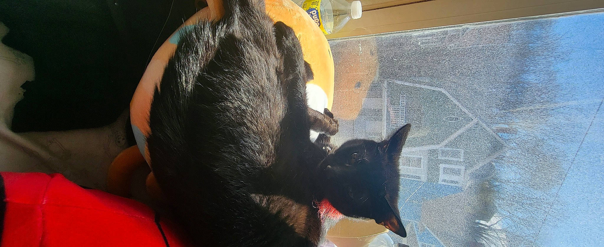 Sunshine is registered to the contest to win money with this photo: black_cat, canidae, carmine, carnivore, companion_dog, dog_breed, domestic_short_haired_cat, ear, fang, fawn, felidae, fur, jaw, mammal, small_to_medium_sized_cats, snout, sporting_group, tail, whiskers, window