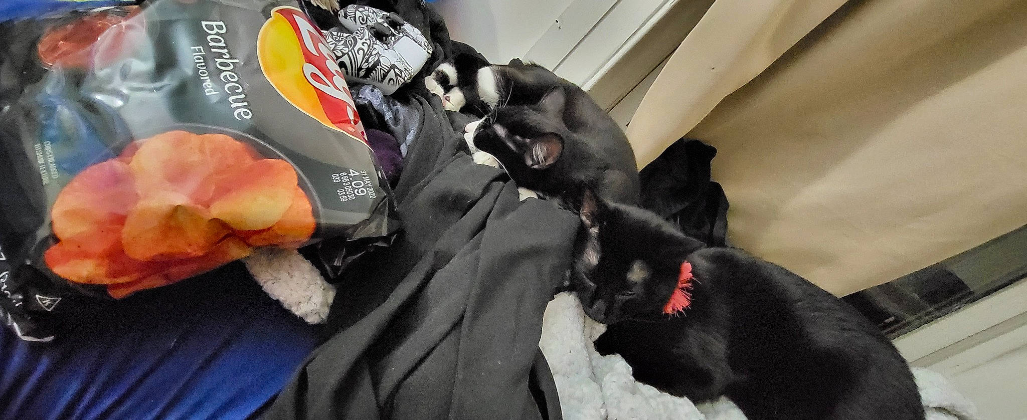 Sunshine is registered to the contest to win money with this photo: black_cat, canidae, carmine, carnivore, cat, comfort, companion_dog, dog_breed, domestic_short_haired_cat, felidae, fur, grey, guard_dog, linens, paw, personal_protective_equipment, small_to_medium_sized_cats, sporting_group, tail, whiskers