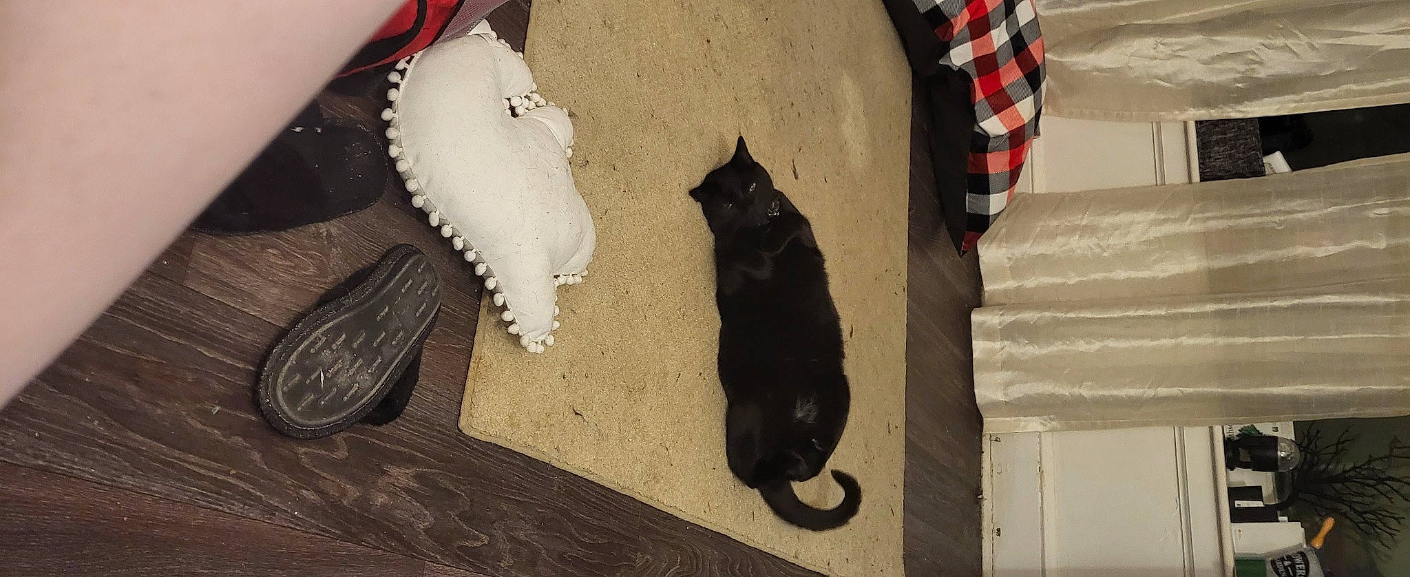 Muk is registered to the contest to win money with this photo: black_cat, carnivore, cat, dog_breed, domestic_short_haired_cat, fashion_accessory, fawn, felidae, flooring, fur, pet_supply, plaid, shadow, small_to_medium_sized_cats, snout, tail, tartan, tints_and_shades, whiskers, wood