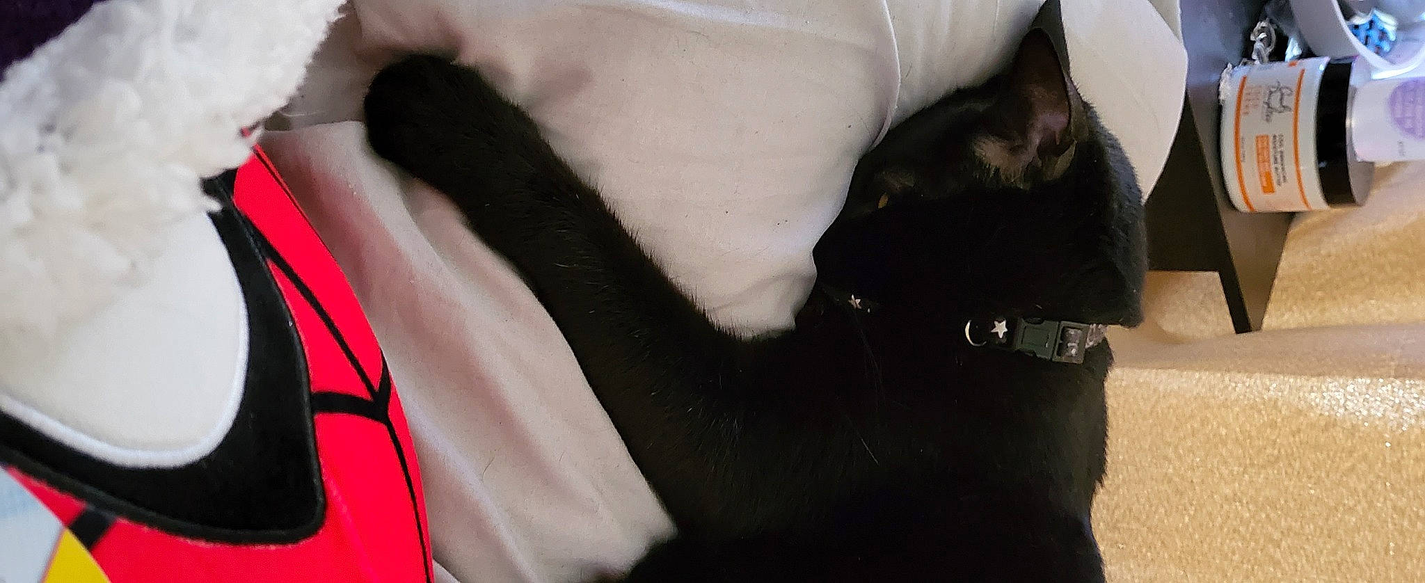 Muk joined the competition — help win amazing prizes! black_cat, bombay, canidae, carmine, carnivore, cat, claw, comfort, dog_breed, domestic_short_haired_cat, fashion_accessory, felidae, fur, gesture, paw, sleeve, small_to_medium_sized_cats, snout, tail, whiskers