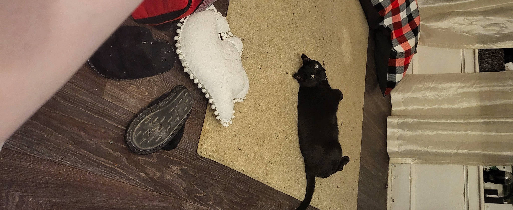 Muk joined the competition — help win amazing prizes! carmine, carnivore, cat, domestic_short_haired_cat, fashion_accessory, fawn, felidae, floor, flooring, fur, glove, hardwood, plaid, shadow, small_to_medium_sized_cats, tail, tartan, tints_and_shades, whiskers, wood