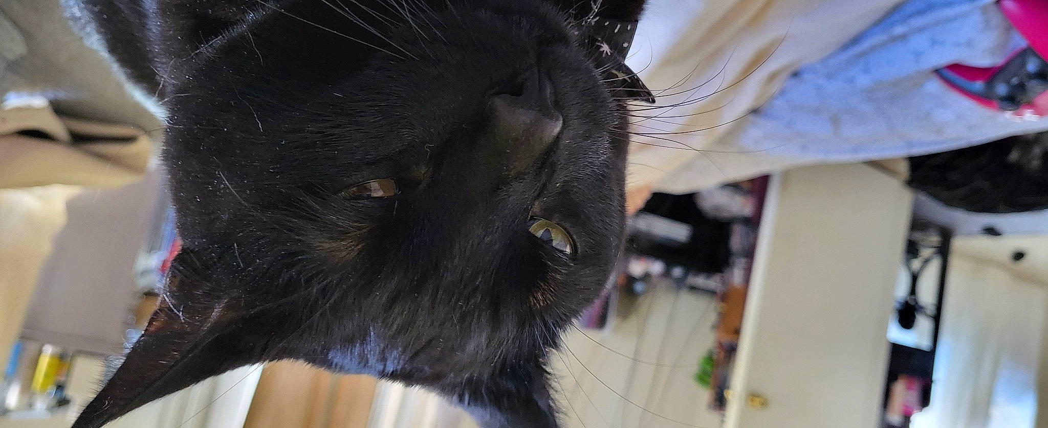 Muk joined the competition — help win amazing prizes! black_cat, bombay, carnivore, cat, claw, dog_breed, domestic_short_haired_cat, ear, eye, eyelash, felidae, fur, iris, liver, small_to_medium_sized_cats, snout, sporting_group, tail, terrestrial_animal, whiskers