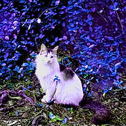 Elizabeth Anne is registered to the contest to win money with this photo: animal, branch, cat, colorful, curious, eyes, fluffy, forest, fur, greenery, ground, mystical, nature, outdoor, plants, purple_leaves, sitting, tail, whiskers, wildlife