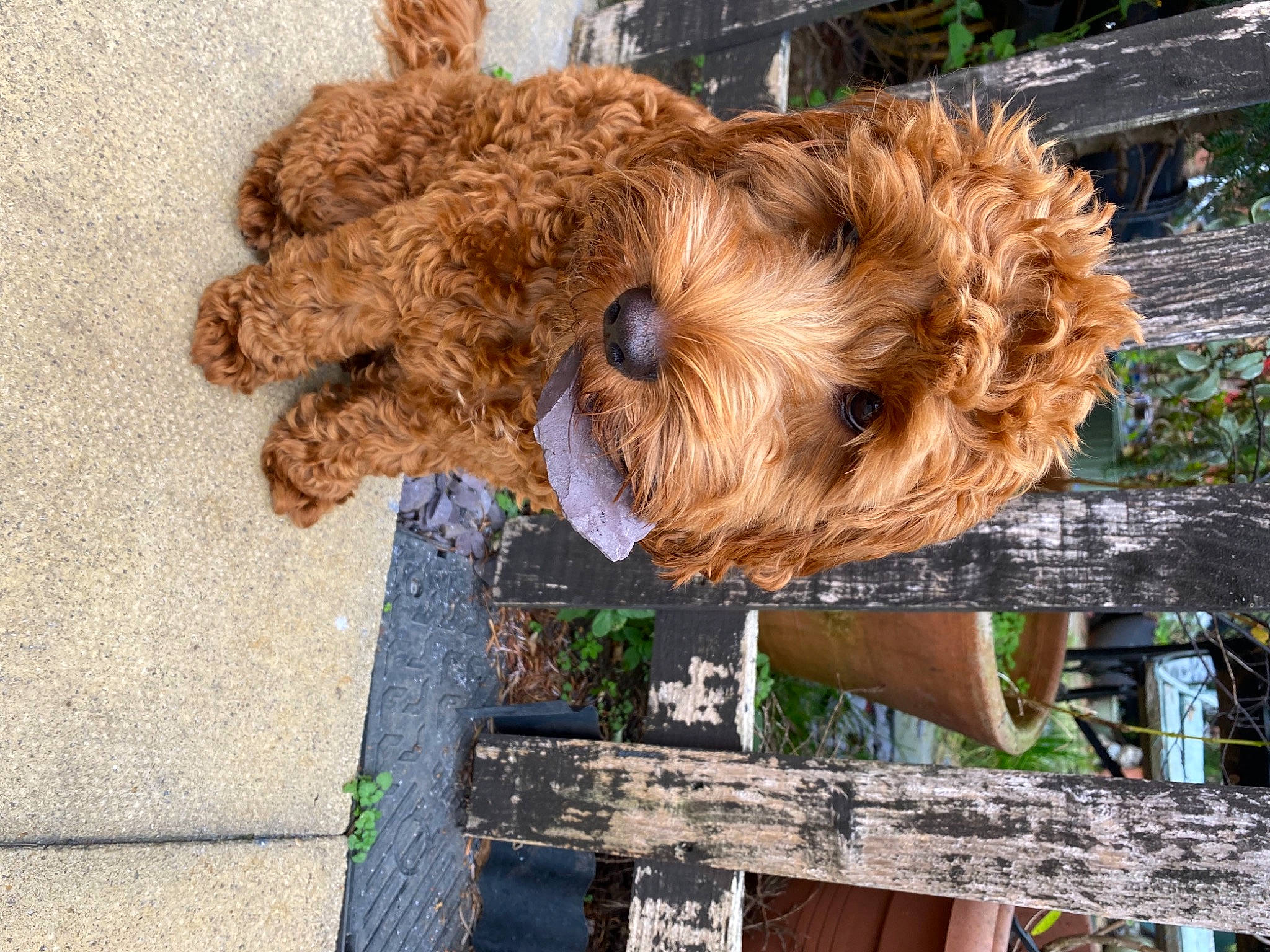 Maisie joined the competition — help win amazing prizes! airedale_terrier, canidae, carnivore, companion_dog, dog, dog_breed, fawn, fur, labradoodle, liver, pet_supply, poodle, snout, sporting_group, terrier, toy, toy_dog, water_dog, wood, working_animal