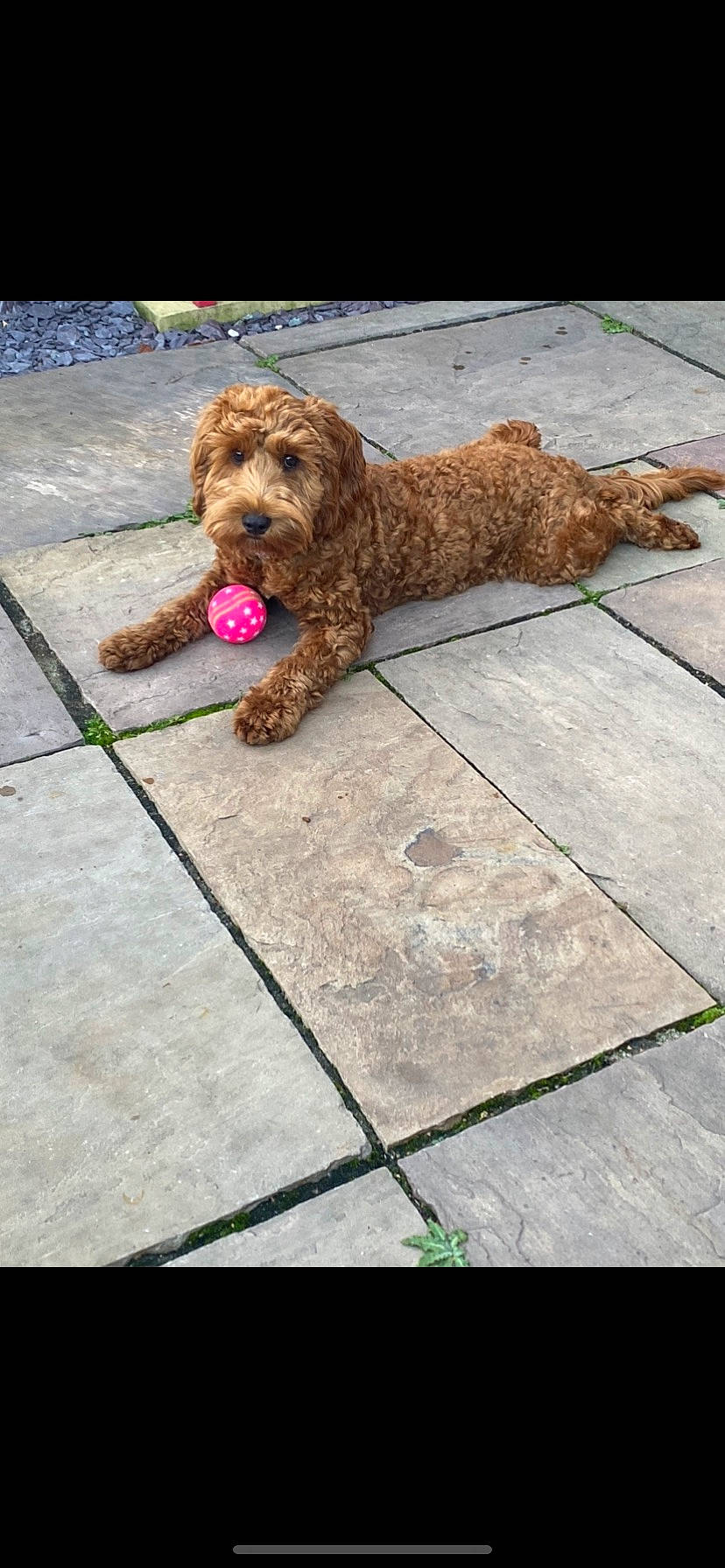 Maisie joined the competition — help win amazing prizes! canidae, carnivore, companion_dog, dog, dog_breed, fawn, flooring, leash, liver, poodle, rectangle, road_surface, sidewalk, snout, sporting_group, terrier, toy, toy_dog, water_dog, wood