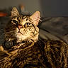 cat, tabby, pet, indoor, bed, fur, collar, whiskers, closeup, portrait, animal, cute, relaxed, feline, sleepy, domestic, mammal, soft_light, cozy, resting