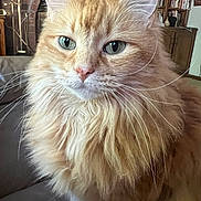 Sedona joined the competition — help win amazing prizes! animal, bookshelf, cat, close_up, couch, cute, domestic_cat, fireplace, fluffy, fur, furniture, green_eyes, house, indoor, living_room, orange_cat, pet, portrait, relaxed, whiskers