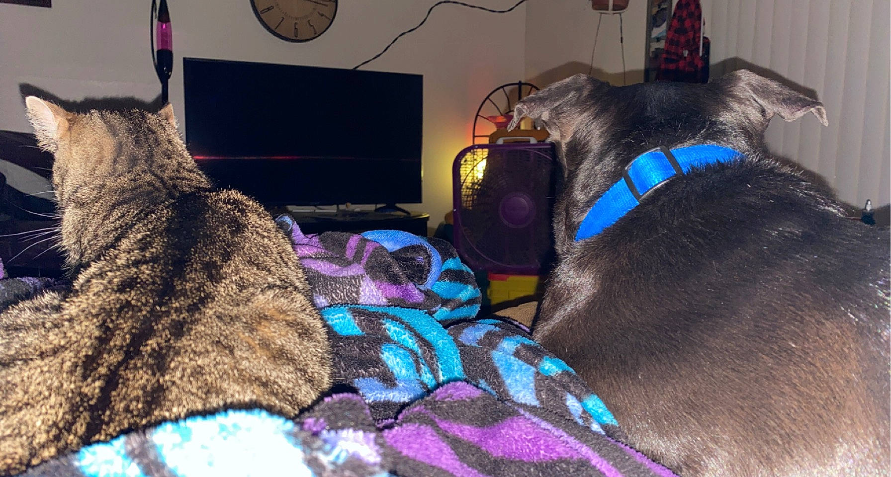 Kelvin is registered to the contest to win money with this photo: carnivore, collar, dog, dog_breed, dog_collar, dog_supply, fur, home_appliance, knitting, leash, output_device, pet_supply, purple, snout, thread, violet, wool, woolen, working_animal