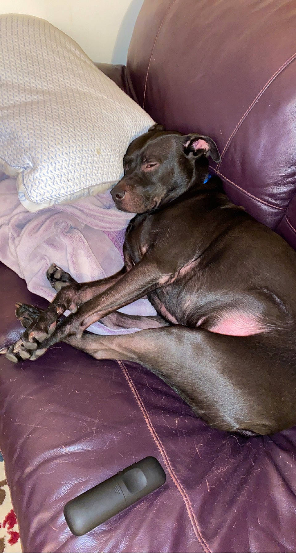 Kelvin joined the competition — help win amazing prizes! brown, canidae, carnivore, comfort, companion_dog, dog, dog_breed, fawn, leather, liver, paw, purple, snout, sporting_group, working_animal, working_dog