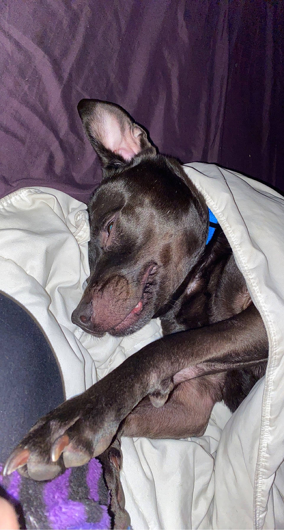 Kelvin joined the competition — help win amazing prizes! bull_and_terrier, bull_terrier, canidae, carnivore, comfort, companion_dog, dog, dog_breed, guard_dog, jaw, non_sporting_group, snout, terrier, vertebrate, whiskers, working_dog