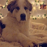 Woody participe au concours pour gagner de l'argent avec cette photo : animal, bedroom, calm, comfort, cozy, cute, decor, dog, fluffy, fur, furniture, greenery, indoor, pet, relaxed, resting, rug, string_lights, vines, warm_lighting