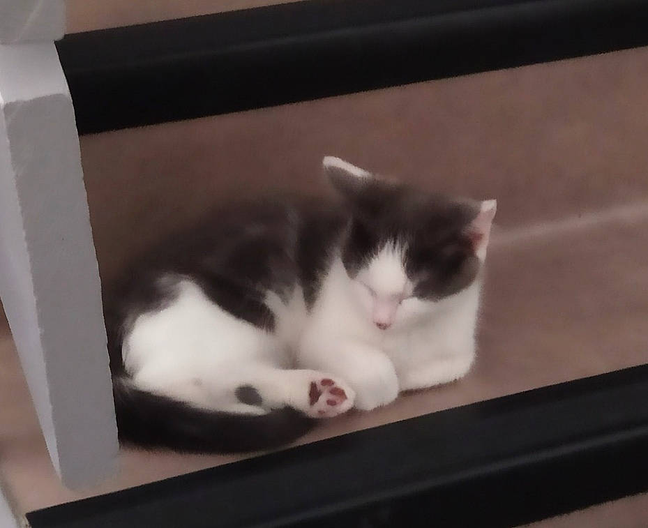 Enjoy a rejoint le concours — aidez-le/la à gagner de superbes lots ! box, cardboard, carnivore, cat, comfort, domestic_short_haired_cat, felidae, fur, grey, hardwood, human_body, leg, paw, shelf, small_to_medium_sized_cats, snout, tail, whiskers, window, wood