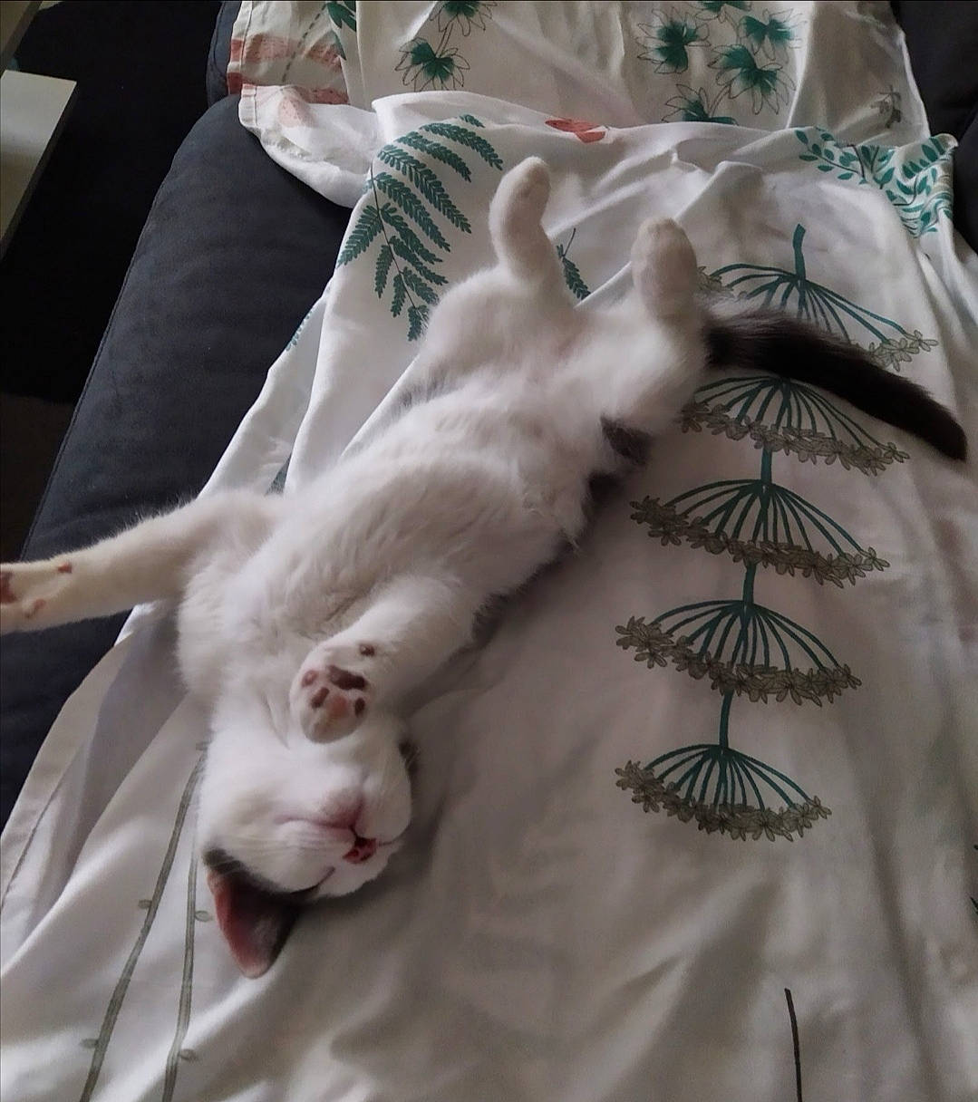 Enjoy participe au concours pour gagner de l'argent avec cette photo : bed, bedding, carnivore, cat, comfort, couch, domestic_short_haired_cat, duvet, fawn, felidae, fur, linens, pattern, paw, sleeve, small_to_medium_sized_cats, tail, tree, whiskers, wood