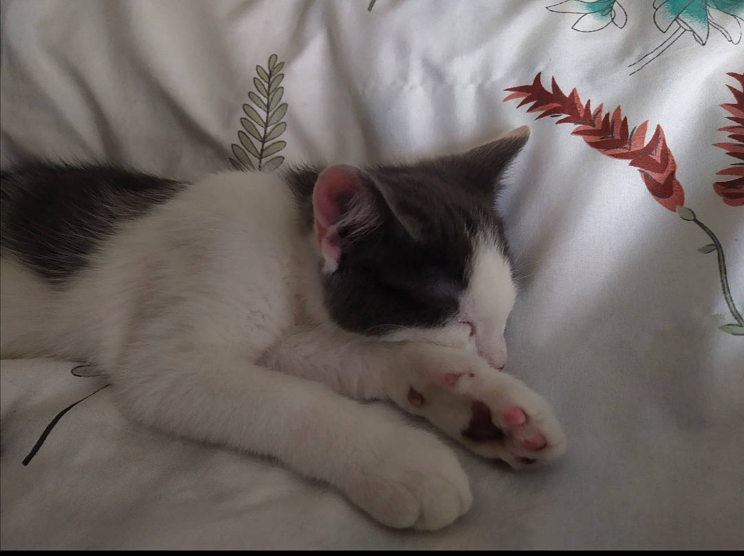 Enjoy participe au concours pour gagner de l'argent avec cette photo : carnivore, cat, comfort, felidae, foot, fur, natural_material, paw, small_to_medium_sized_cats, tail, whiskers