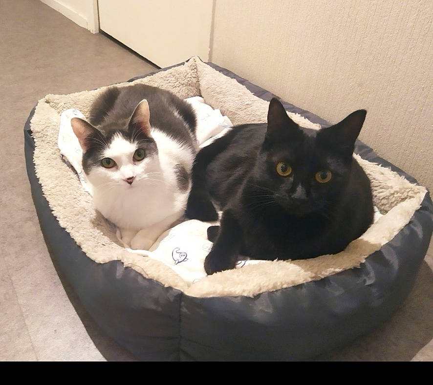 Enjoy participe au concours pour gagner de l'argent avec cette photo : bombay, box, carnivore, cat, cat_bed, cat_supply, comfort, domestic_short_haired_cat, felidae, fur, grey, mammal, packaging_and_labeling, paw, pet_supply, small_to_medium_sized_cats, snout, tail, vertebrate, whiskers