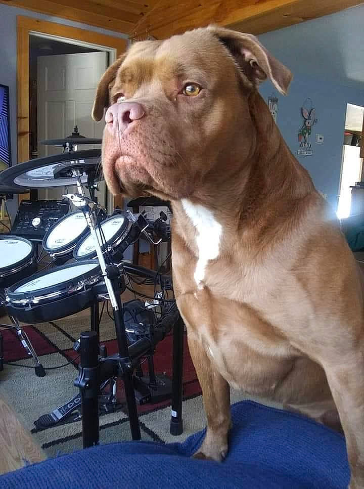 Julian joined the competition — help win amazing prizes! american_bulldog, american_pit_bull_terrier, bandog, bulldog, bullmastiff, canidae, carnivore, dog, dog_breed, dorset_olde_tyme_bulldogge, fawn, mammal, molosser, non_sporting_group, pit_bull, rare_breed_dog, snout, sporting_group, vertebrate