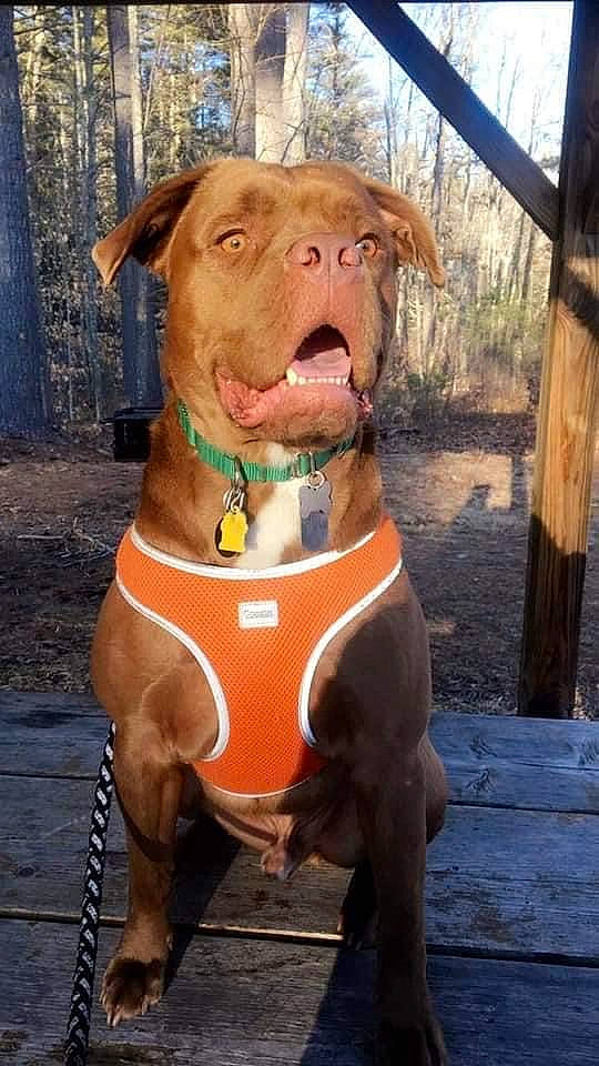 Julian is registered to the contest to win money with this photo: american_pit_bull_terrier, canidae, carnivore, chesapeake_bay_retriever, dog, dog_breed, fawn, hunting_dog, liver, non_sporting_group, pharaoh_hound, pit_bull, snout, sporting_group, vizsla, weimaraner