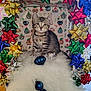 Ash joined the competition — help win amazing prizes! kitten, cat, tabby, fur, bow, gift_wrapping, christmas_bow, holiday, festive, present, backdrop, fluffy_rug, ornament_ball, cute, wide_eyes, sitting, indoor, decoration, photography, holiday_scene