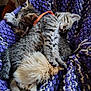 kitten, cat, tabby_cat, sleeping, blanket, knitted_blanket, purple_blanket, cozy, pet, fur, paws, whiskers, cuddle, nap, toy, plush, indoor, close_up, head, relaxing