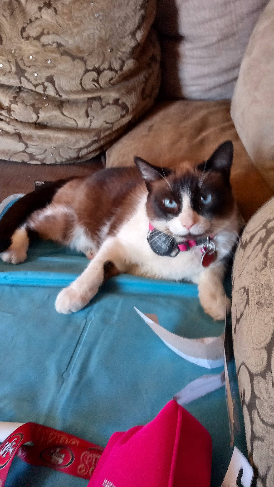 Oreo Cookies is registered to the contest to win money with this photo: carnivore, cat, cat_supply, comfort, domestic_short_haired_cat, fawn, felidae, flooring, fur, hardwood, linens, pattern, room, small_to_medium_sized_cats, tail, whiskers, wood