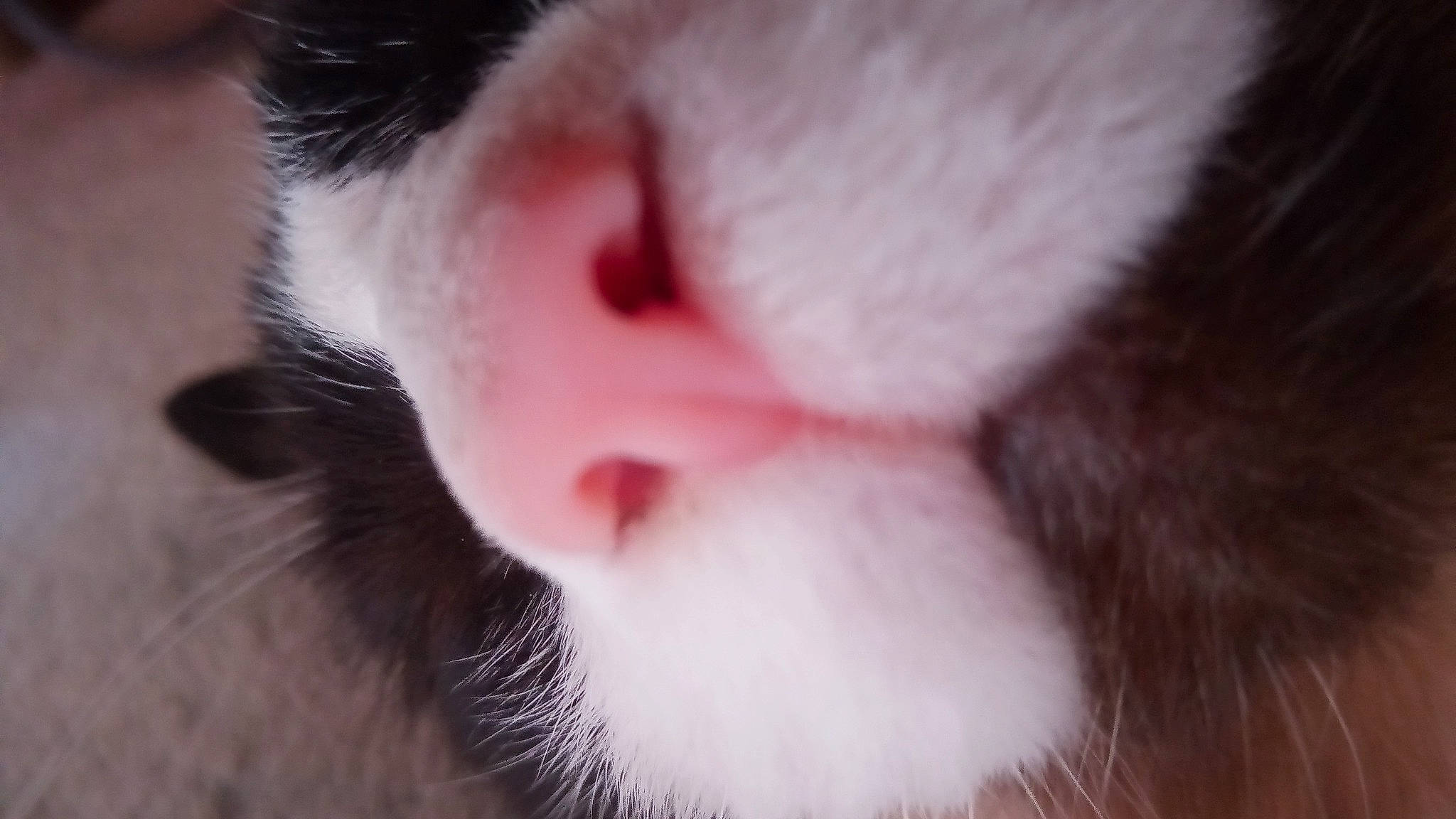 Oreo Cookies is registered to the contest to win money with this photo: carnivore, cat, ear, eyelash, felidae, fur, paw, small_to_medium_sized_cats, snout, whiskers