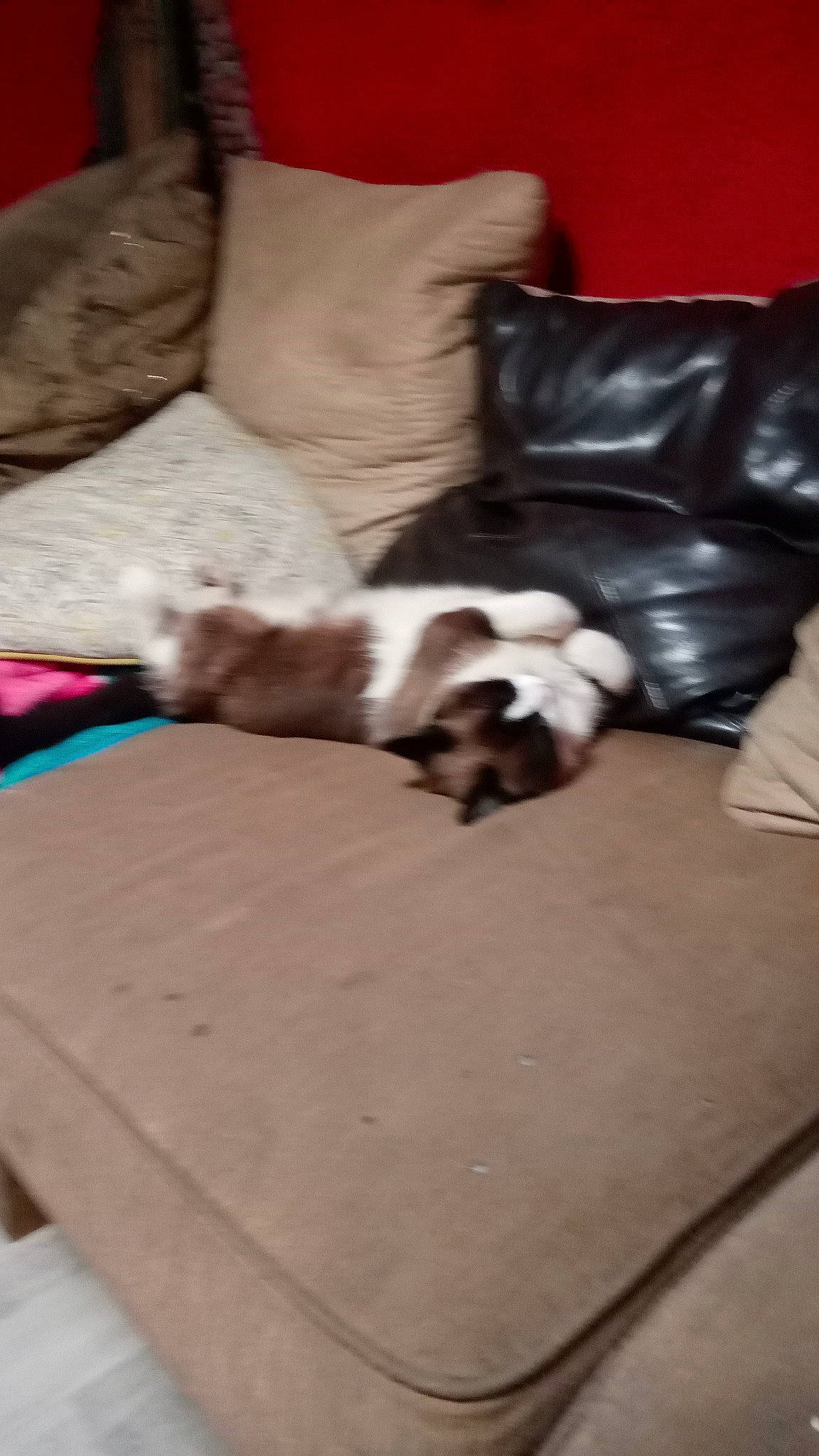 Oreo Cookies joined the competition — help win amazing prizes! brown, canidae, carnivore, cat, comfort, companion_dog, couch, dog_breed, fawn, felidae, flooring, fur, hardwood, human_leg, linens, living_room, room, small_to_medium_sized_cats, tail, wood