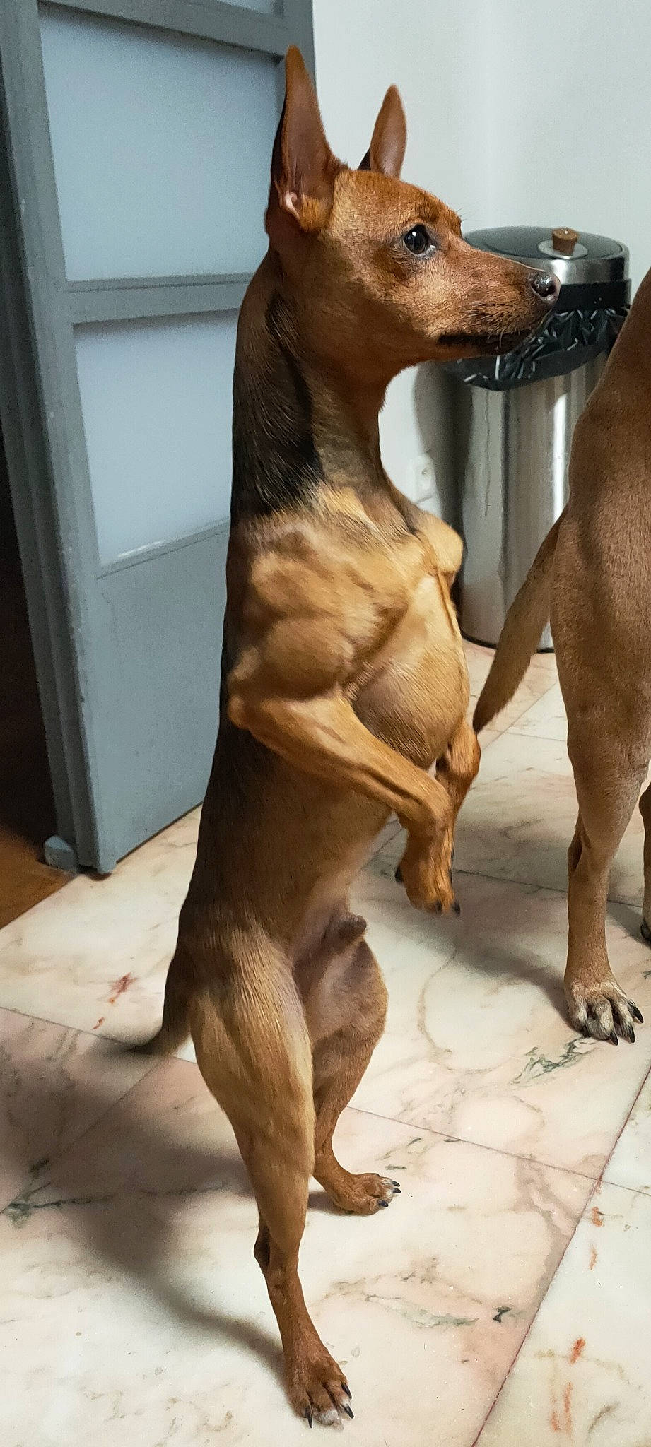 Ulysse a rejoint le concours — aidez-le/la à gagner de superbes lots ! ancient_dog_breeds, canidae, carnivore, companion_dog, dog, dog_breed, fawn, hunting_dog, liver, pet_supply, snout, sporting_group, terrestrial_animal, working_animal, working_dog