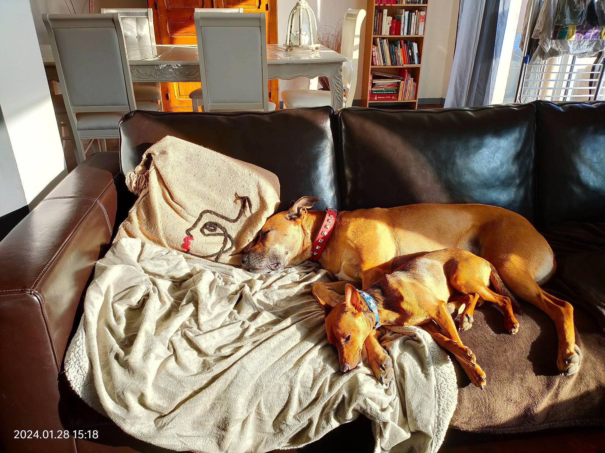 Pepsi a rejoint le concours — aidez-le/la à gagner de superbes lots ! armrest, bookcase, carnivore, comfort, companion_dog, couch, dog, dog_breed, dog_supply, fawn, flooring, hardwood, living_room, picture_frame, room, shelf, shelving, sporting_group, studio_couch, working_animal